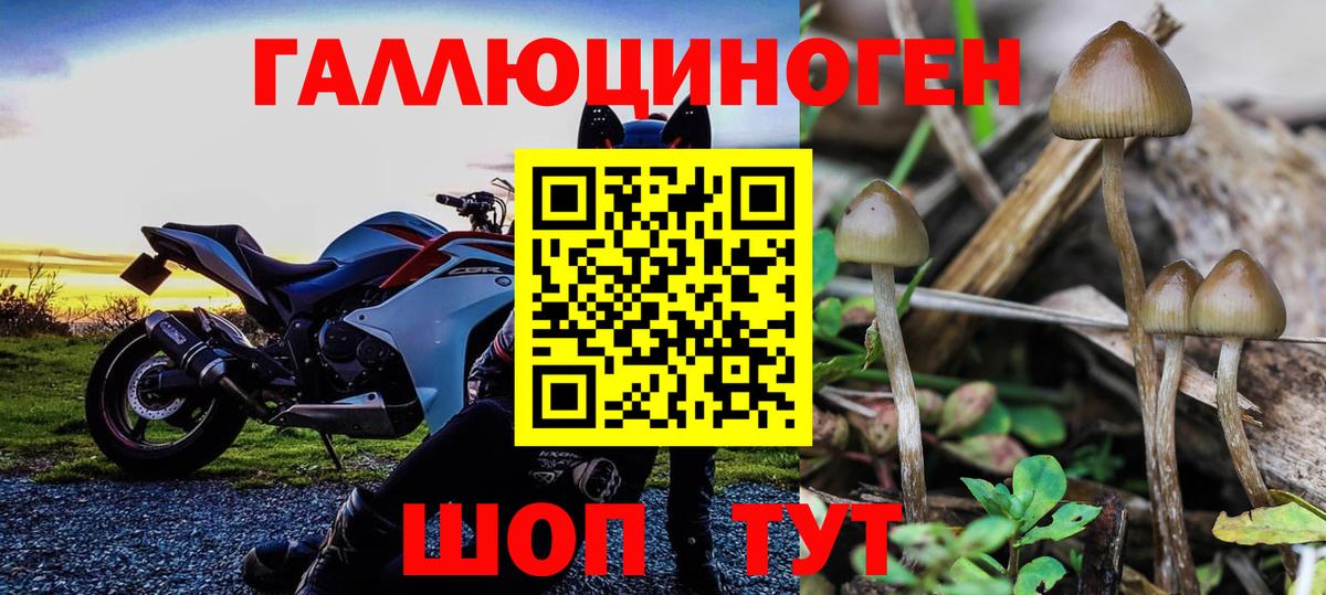 Псилоцибиновые грибы ЛСД Дивногорск